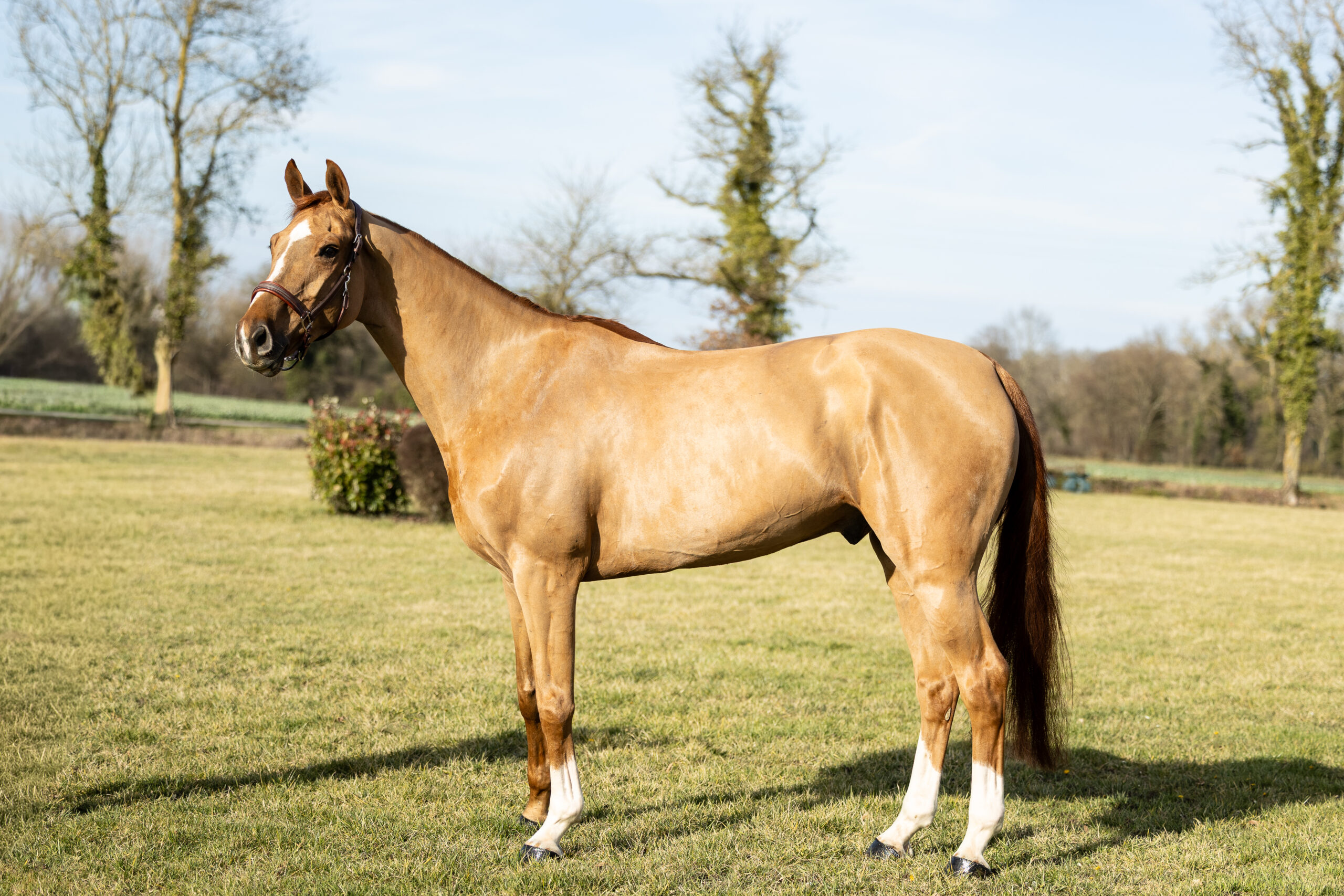 INDIGO D&rsquo;AUSTRAL