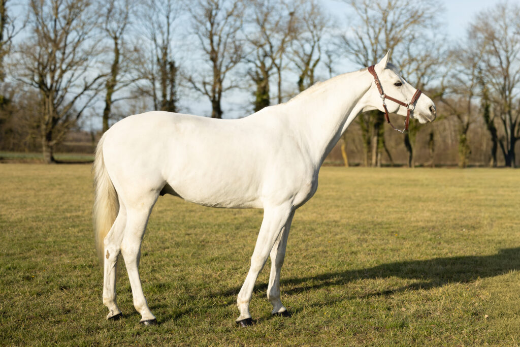 CANDY BOY VH HULGENRODE Z