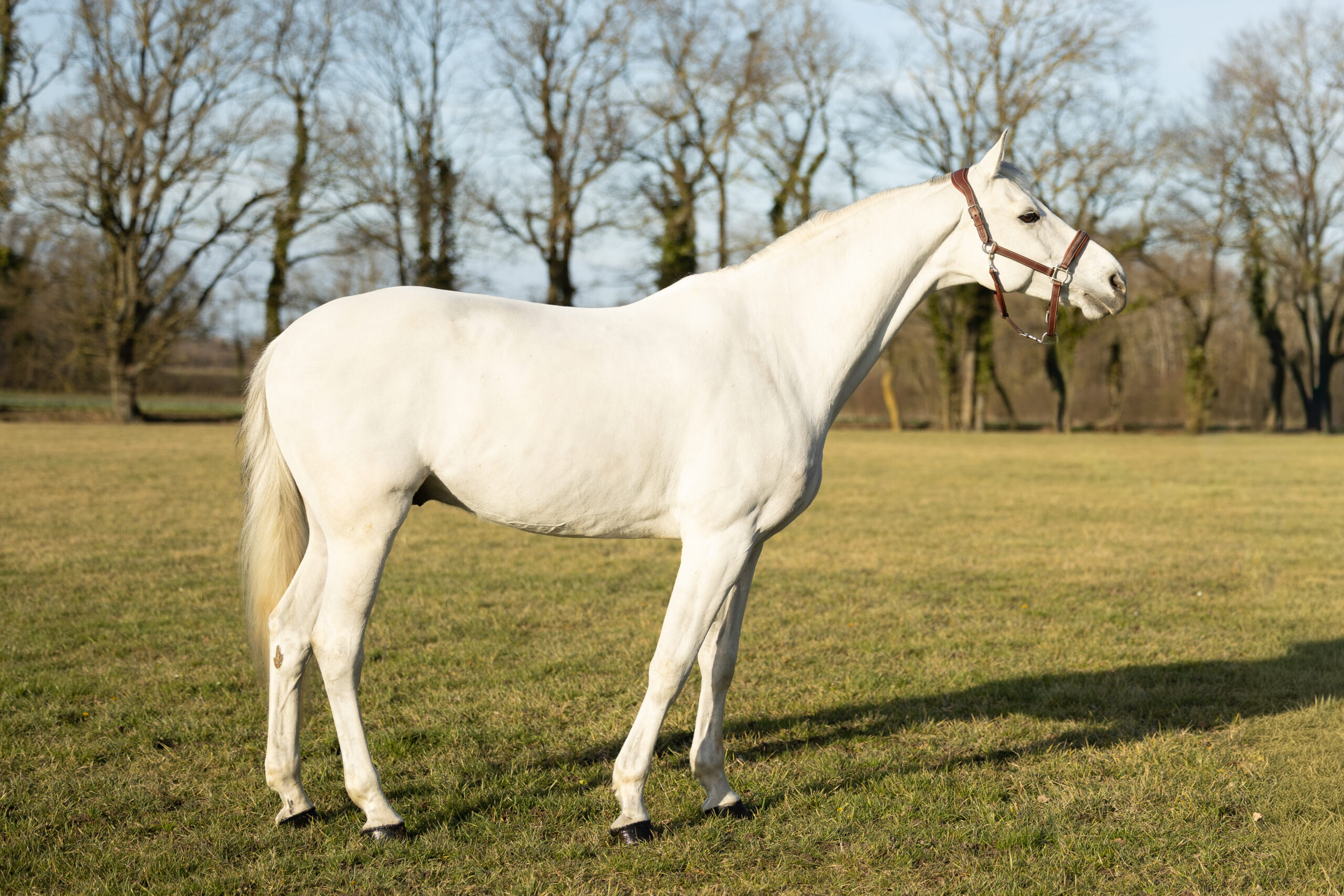 CANDY BOY VH HULGENRODE Z